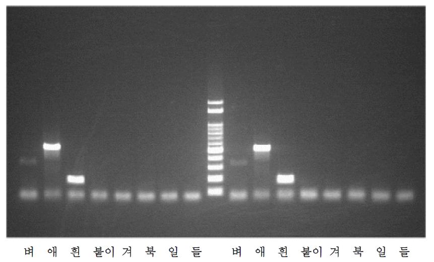 다양한 종의 genomic DNA에 대한 멸구류 특이 유전자 프라이머 복합 처리 PCR 결과