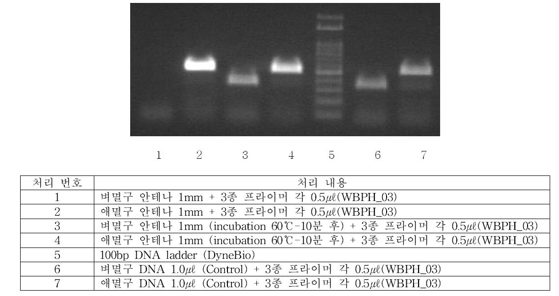 멸구류 특이 프라이머에 따른 여러 가지 Direct PCR 조건별 결과