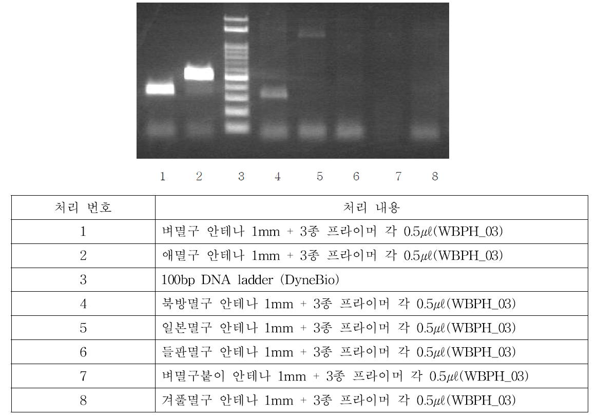 다양한 기타 멸구류의 direct PCR 결과