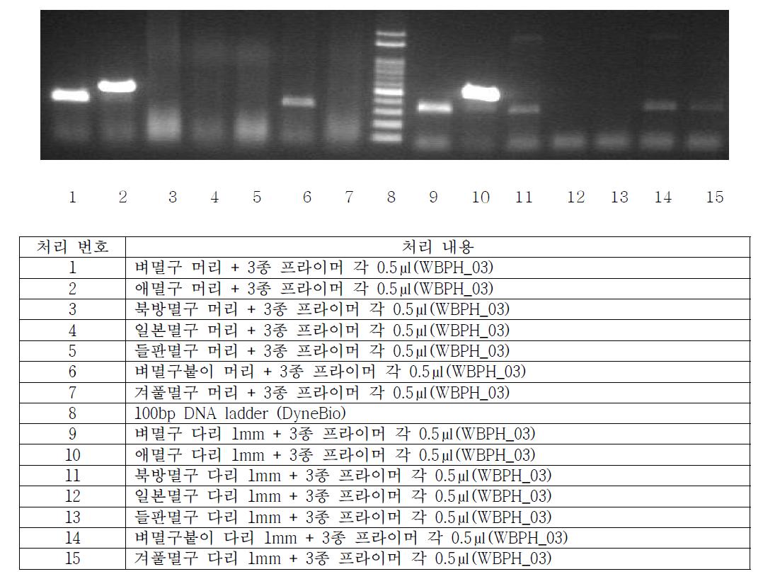 머리와 다리를 이용한 멸구류 특이 프라이머 direct PCR 결과