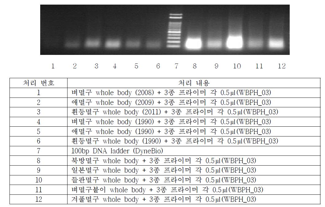 전체 몸통을 이용한 멸구류 특이 프라이머 direct PCR 결과