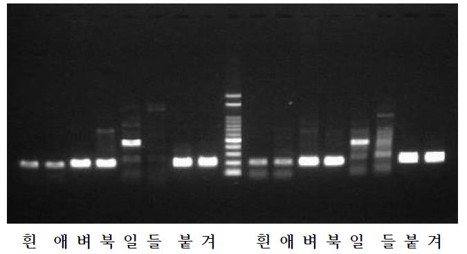 벼멸구 특이 프라이머 PCR 결과