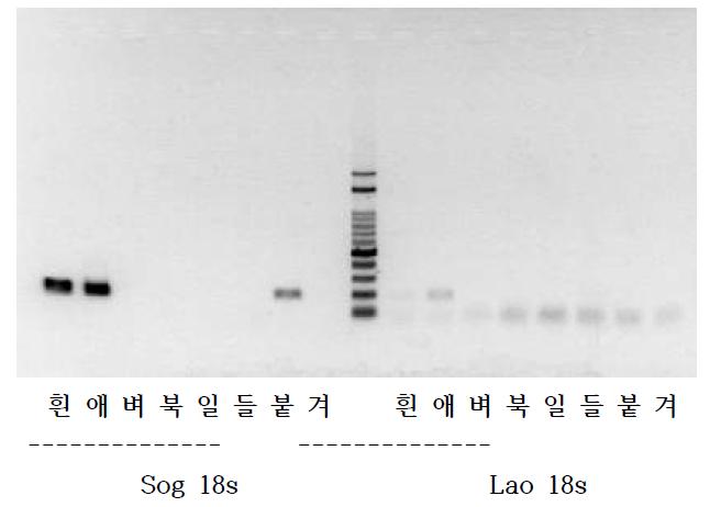 흰등멸구 (Sog18s), 애멸구 (Lao18s) 특이 프라이머 PCR 결과