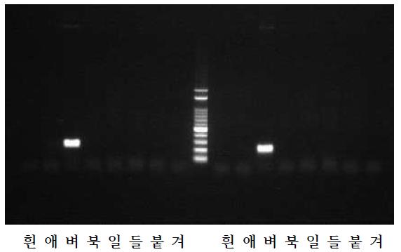 벼멸구 (Nil_ITS) 특이 프라이머 PCR 결과