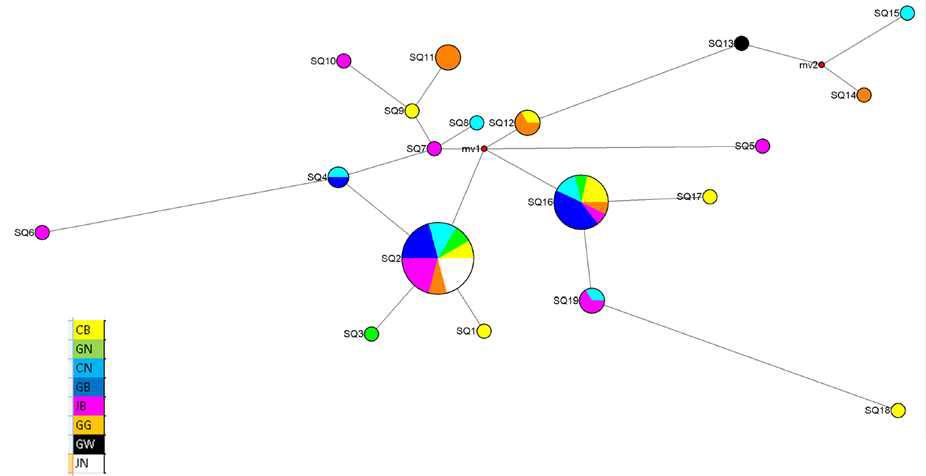 이화명나방 haplotype들의 MJ network