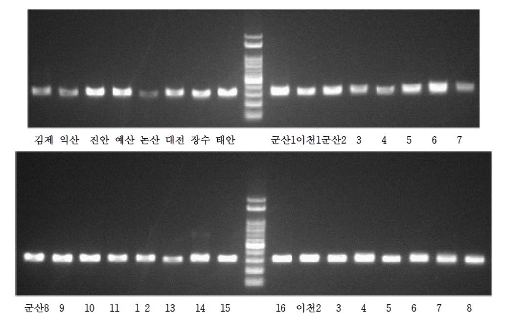 지역별 이화명나방 초위성체 유전자 증폭 확인