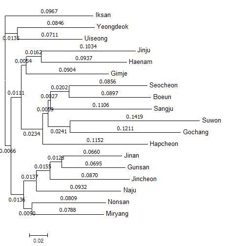 이화명나방 지역 개체군간 계통수