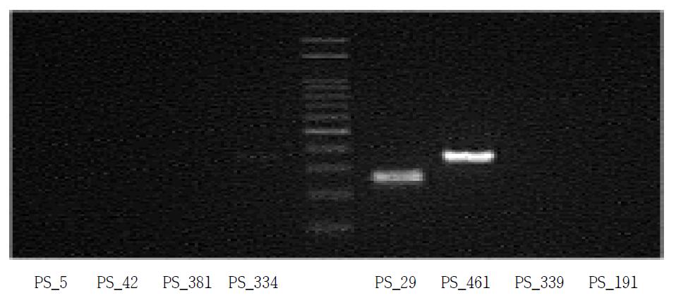 다양한 프라이머를 이용한 멸강나방 초위성체 유전자 PCR 결과