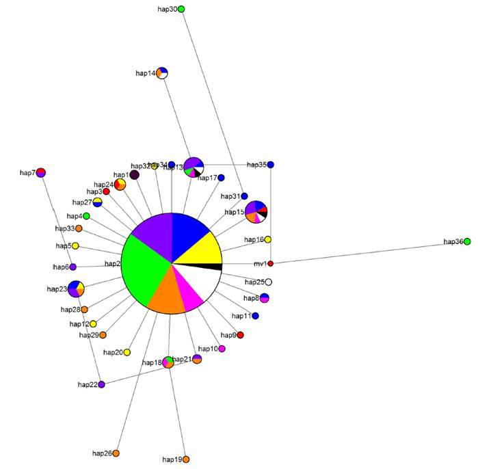 톱다리개미허리노린재 유전자형 (haplotype)의 MJ networks