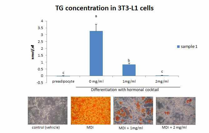 The accumulation of triglycerides in 3T3-L1 cells and microphotographs of cells stained by 검구슬(sample 1) extract at 1 to 2 ㎎/㎖.
