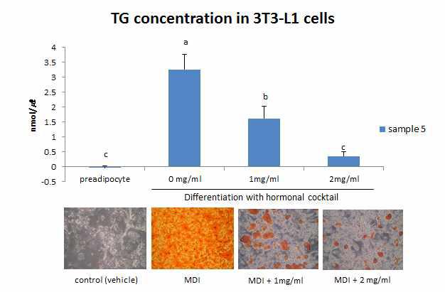 The accumulation of triglycerides in 3T3-L1 cells and microphotographs of cells stained by Adzuki bean 홍언(sample 5) extract at 1 to 2 ㎎/㎖.