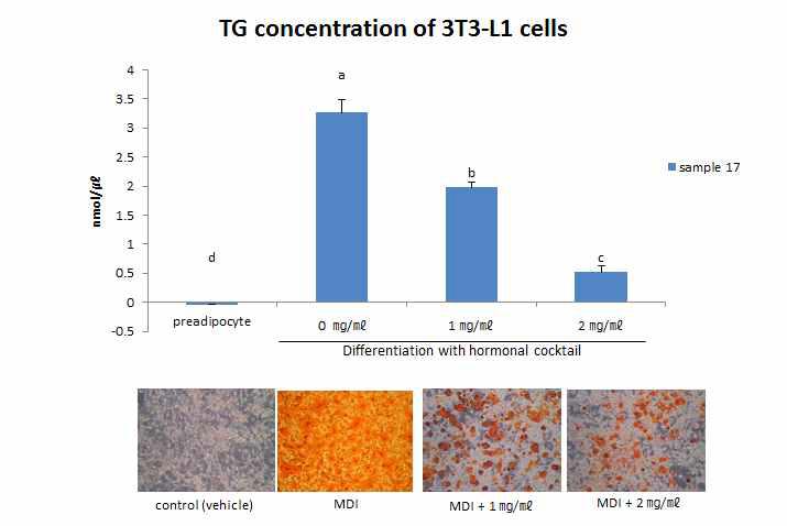 The accumulation of triglycerides in 3T3-L1 cells and microphotographs of cells stained by Adzuki bean 밀양15호(sample 17) extract at 1 to 2 ㎎/㎖.