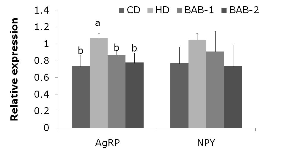 식욕자극 neuropeptide 발현