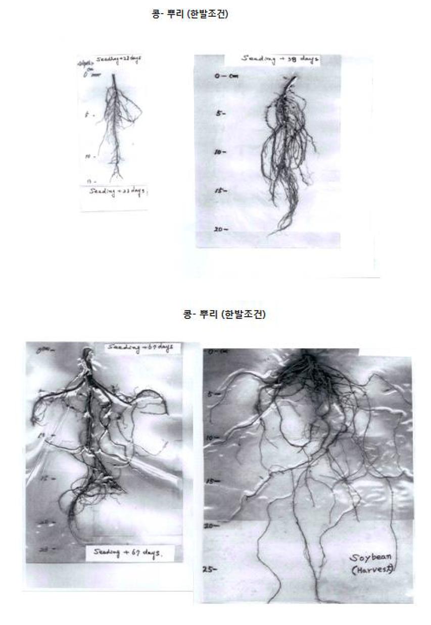 식물 부위별 해부학적 특성 조사 실예 [3]