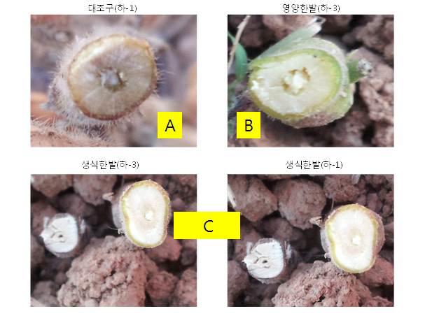 콩 한발 조건에 따른 수확기의 줄기 구조