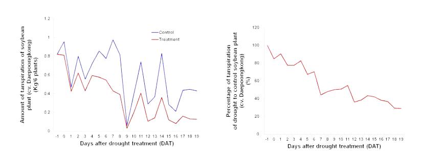 콩 한발 처리후 증산량의 변화(좌)와 대조구 대비 한발처리구의 증산량 감소율(우)