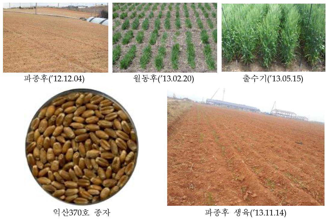 익산370호의 주요 시기별 포장 및 식물체 사진