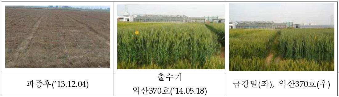 익산370호의 주요 시기별 포장 및 식물체 사진