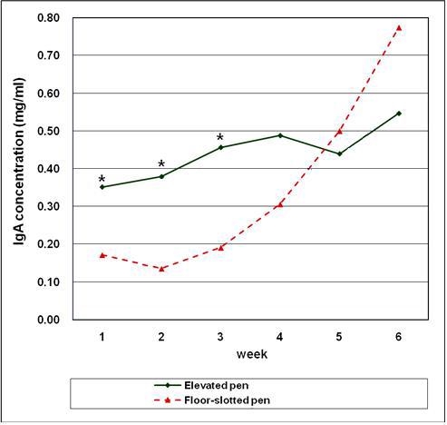 돈사 구조가 이유자돈의 IgA 농도에 미치는 영향 (Mean within rows with different superscripts differ pen types effect