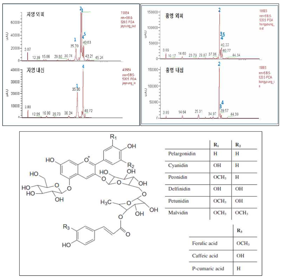 컬러감자 추출물의 LC-MS 크로마토그램과 주요 안토시아닌 화합물