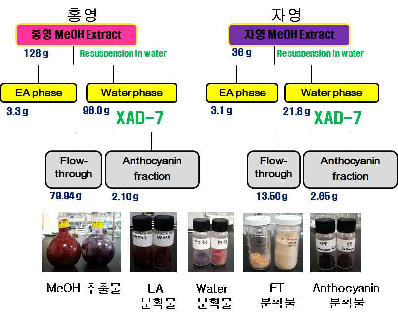 홍영, 자영 추출물 및 분획물 제조 모식도 및 제조 결과