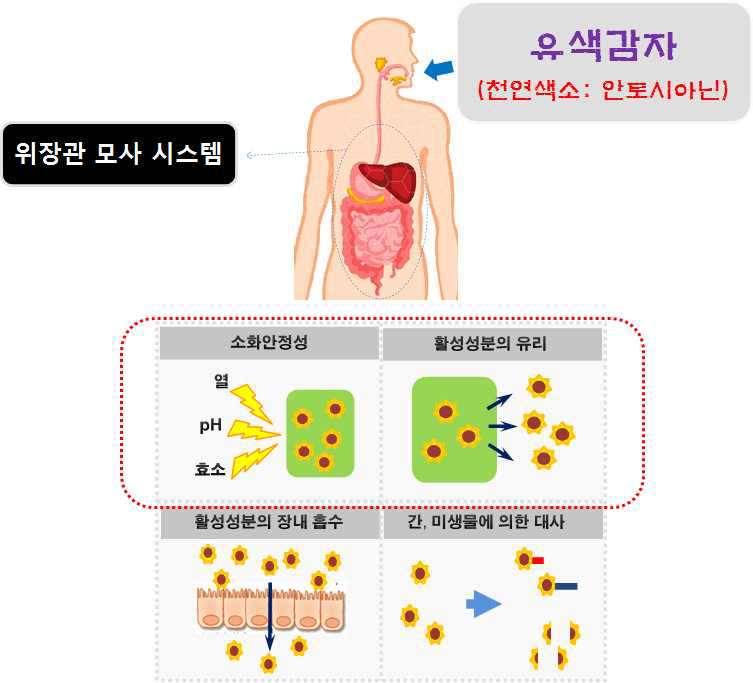 생이용성 연구를 위한 위장관 모사 시스템 개념도