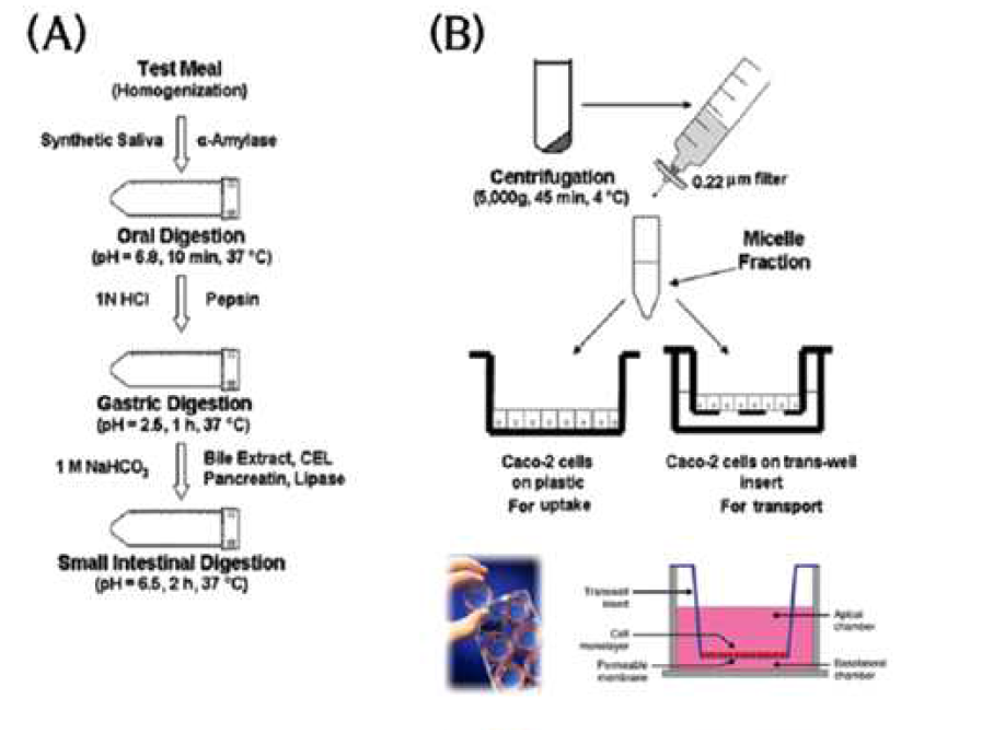 Carotenoid 생이용성 분석을 위한 위장관 모사 시스템(A)과 Caco-2 소장흡수 시스템(B)