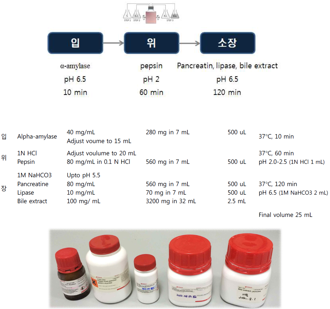 위장관 모사 실험 개요 및 사용한 소화효소. α-아밀라아제(입), 펩신(위), 판크레아틴(소장), 리파아제(소장), 담즙산(소장)