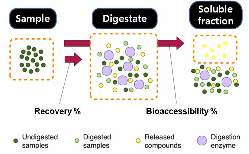 천연물 활성성분의 소화과정 내 소화안정성 및 위장관용출률 측정 개념도
