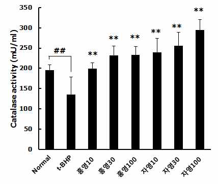 t-BHP 처리 동물모델에서 홍영, 자영 안토시아닌 분획물의 Catalase 분석