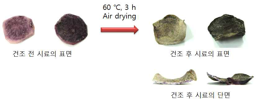 건조 전 후의 컬러감자 시료의 표면과 단면의 모습