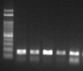 COI_03의 Single PCR 전기영동 사진