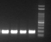 COI_04의 Single PCR 전기영동 사진