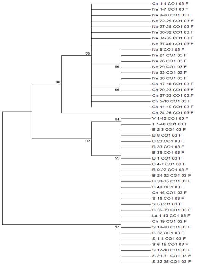 COI_03 마커를 이용한 흰등멸구의 NJ Tree