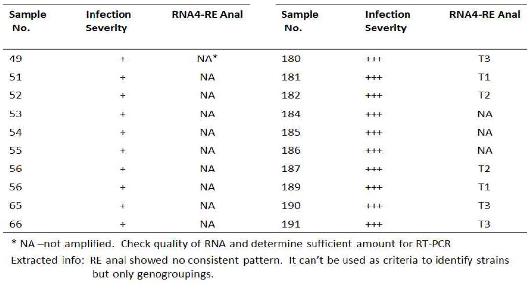 다양한 RSV분리주들의 감염 정도와 RNA4 유전자를 제한효소로 처리후 RSV 샘플의 genotype을 결정함