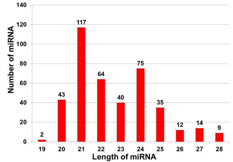 동정된 mature miRNA의 사이즈 분표
