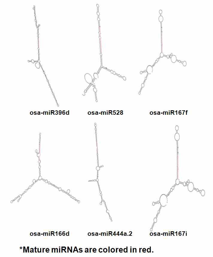 대표적인 6개 miRNA precursor의 2차 구조 모습