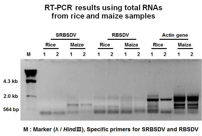 벼와 옥수수 샘플로부터 추출한 total RNA를 이용해 RT-PCR수행 결과