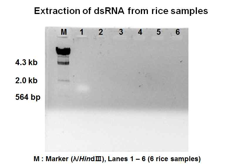 중국에서 채취한 6개의 벼 시료로부터 dsRNA 추출 및 검출 결과