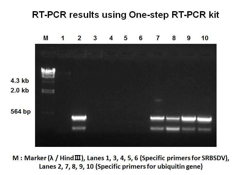 One-step RT-PCR를 이용한 RT-PCR 수행 결과