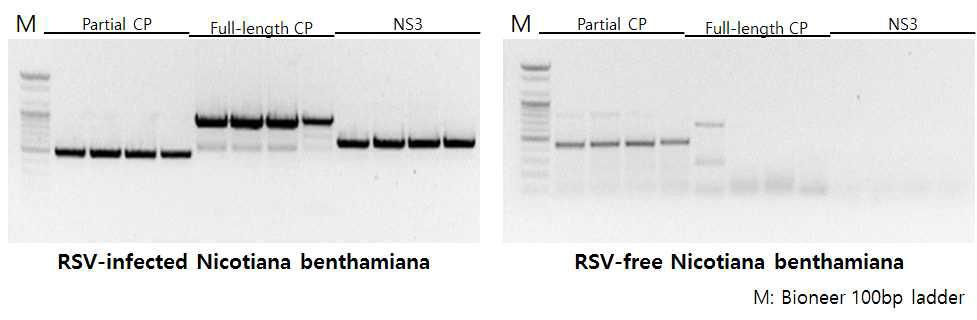 RT-PCR을 이용한 RSV 프라이머의 검정