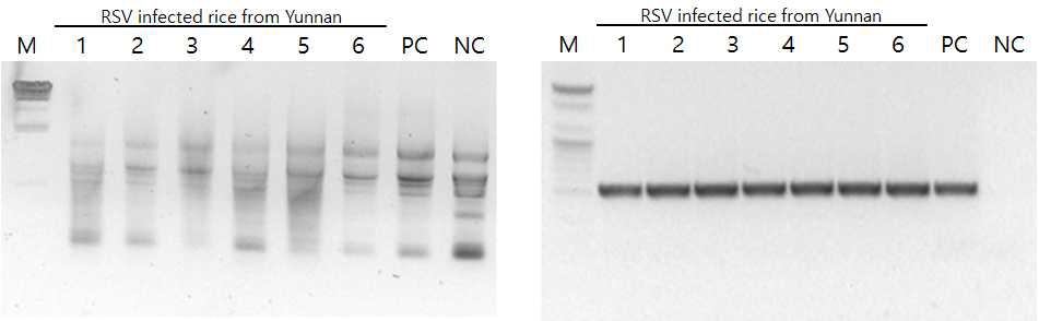 RT-PCR을 통한 중국 샘플에서의 RSV 검정