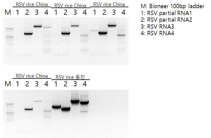 RT-PCR을 통해 증폭된 RSV RNA 서열
