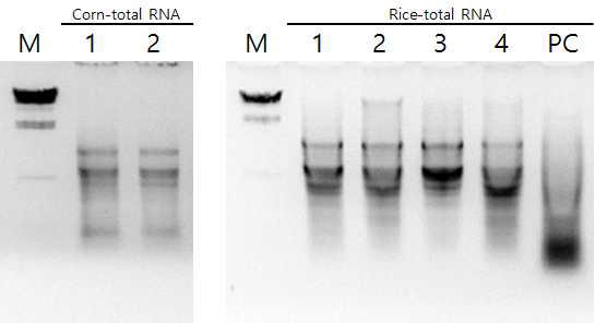 중국 벼 및 옥수수로부터 추출한 total RNA