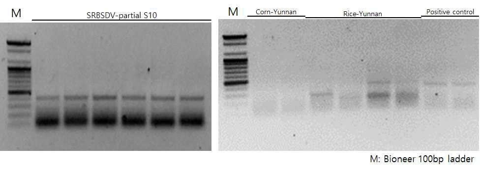 RT-PCR을 통한 SRBSDV의 검정