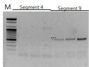 RT-PCR을 이용한 SRBSDV segment 4 및 9에 특이적인 프라이머의 검정