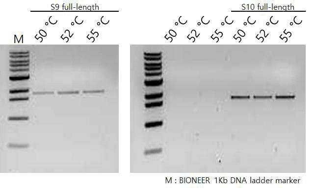 RT-PCR을 통해 증폭된 SRBSDV segment 9 및 10 전체서열