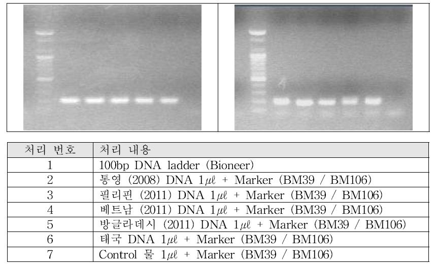 BM39(좌)와 BM106(우) 마커의 PCR 결과