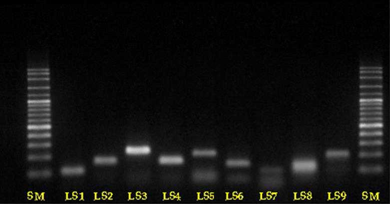 LS1-LS9의 Single PCR 전기영동 사진