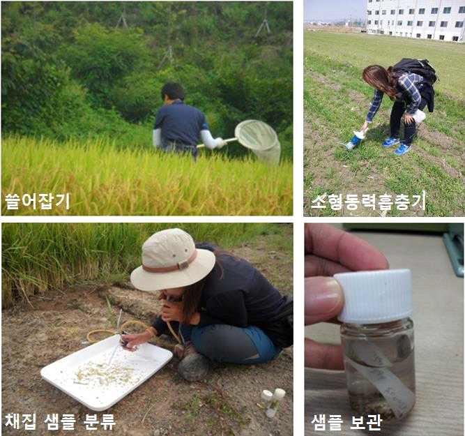 쓸어잡기 및 소형동력흡충기를 이용한 애멸구 채집과 샘플 분류 및 보관 모습